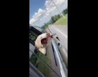 Brown white dog mouth flaps in wind 