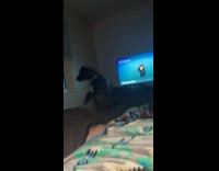 Pet dog stands in front of the window