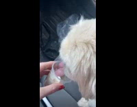 Collab Kale Salad IG - Dog eats whipped cream puppicino 