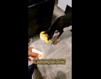 Collab ClipsIG - Dog learn to push and carry button for treats