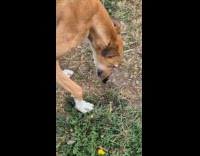 Dog biting fallen bee on grass