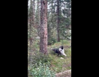 Dog trying to chase squirrel on tree 