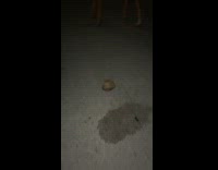 Guy throws coconut on floor fall from tree 