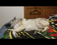 Pet dog wags tail while asleep on the bed