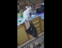 Pet cat gets startled at the beatbox of filmer