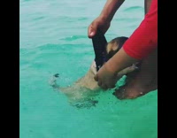 Guy holds pug dog by shirt water