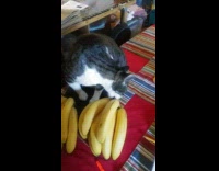 Cat on table likes to lick banana
