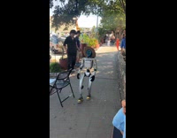 Rizzbot stops says damn