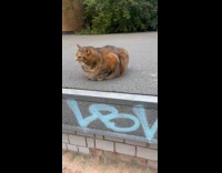 Filmer shows large fat gray orange cat