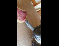 Grey Cat Tries to Grab Food on Table 