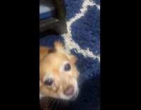 Filmer gives dog small piece chicken nuggets