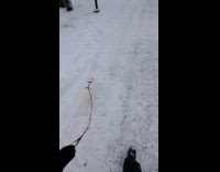 White cat walks on snow with leash