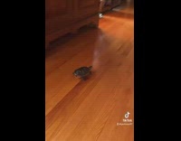 Owner puts turtle on toy car and turtle paddles everywhere