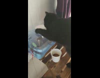 Cat tries to open water dispenser 