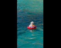Dog on small inflatable tube on water