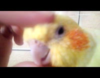 Guy pets yellow bird chirps tile floor 