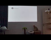 Cat tries to catch bug on screen