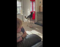 Dog howls when guy refuses to play 