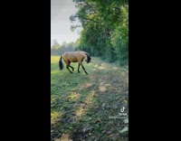 Horse flips black mane like hair 