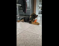 Collab BitchIG2 - Small German Shepard dog playing with carrot toy reacts to sounds