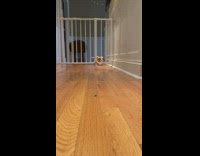 Brown white puppy squeezes through baby gate 