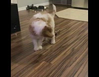 Dog chasing tail runs into ottoman 