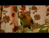 Green pet parrot nod head repeatedly