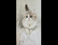 Collab PLC - Cat Kneads Soft Linen as Lady Calls it