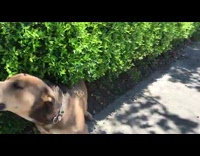Pet brown Pitbull dog scratch back with bushes