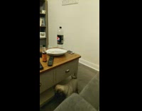 Pug dog falls off couch table fail 