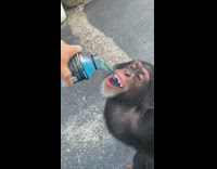 Collab BitchMP - Monkey drinks blue powerade