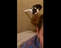 Puppy bites woman hair like favorite toy