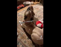 Puppy tries to play with brown dog 