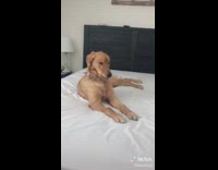 Oakley 🐾(@oakleythegoldenpuppy) on TikTok #fyp