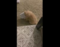Brown puppy head stuck in tissue box