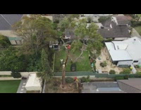 Guy cuts tree branch drone red shirt 