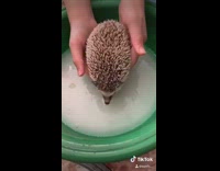 Grey hedgehog gets a bath green toothbrush