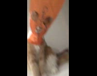 Cat with head stuck inside of long bread bag 