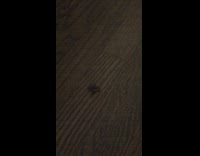 Cat tries to eat the bug but it spins fast