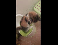 Pet cat sits and pees on the porta potty 