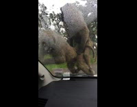 Two monkeys on girls car having sex