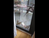 Squirrel and bird beside the bird feeder