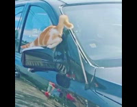 Two cats climb parked blue car