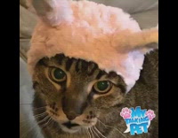 Cat talks with voiceover app and wears bad kitty hat