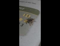 Spider jumps from manual 