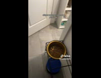 Collab BitchMP - Dog wants to eat in bed 