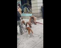 Dog barks at man wears mask of a rat along the street 