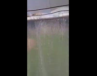 Submitter pours water down from greenhouse roof
