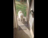 Dog outside the door ready for walk