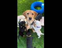 Collab DogIG - Filmer patient dog surrounded by foster puppies